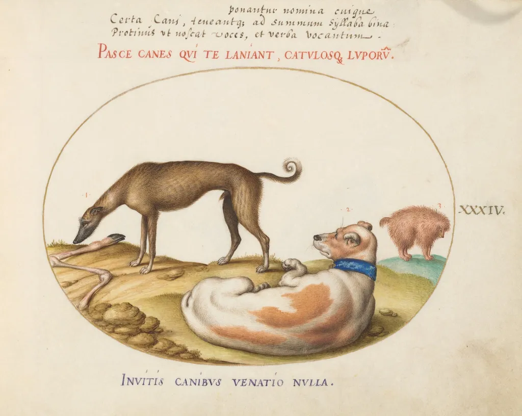 Plate 34: Three Dogs, Including a "Mimick", by Joris Hoefnagel, gouache, 1594