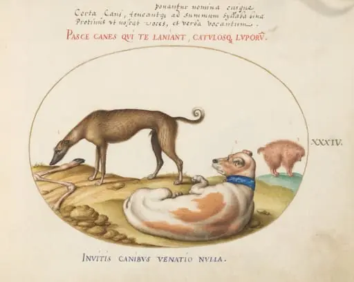 Plate 34: Three Dogs, Including a "Mimick", by Joris Hoefnagel