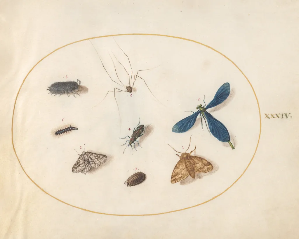 Plate 34: Two Moths with a Spider, a Caterpillar, a Damselfly, and Other Insects, by Joris Hoefnagel, gouache, 1594
