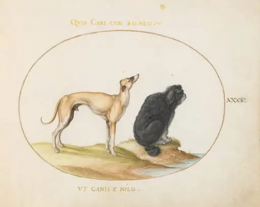 Plate 35: A Hound and a Water Spaniel, by Joris Hoefnagel