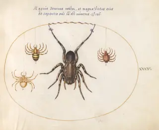 Plate 35: A Tarantula Wolf Spider(?) and Three Other Spiders, by Joris Hoefnagel