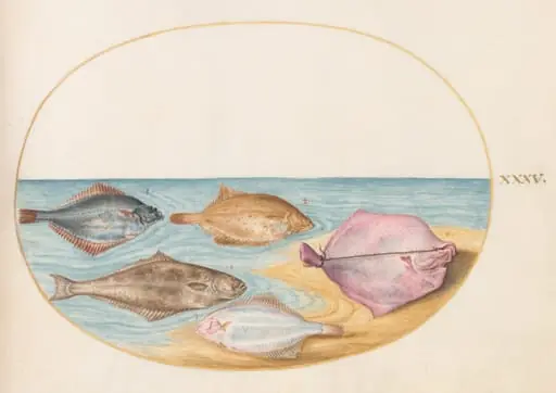 Plate 35: The Undersides of Turbot(?) and Other Flat Fish, by Joris Hoefnagel