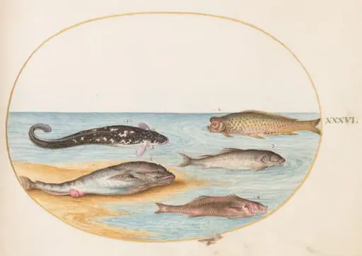 Plate 36: Five Fish, Including Carp(?), by Joris Hoefnagel
