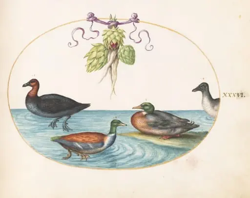 Plate 36: Red-Breasted Merganser, Shoveler, and Mallard, and Duck with Artichokes, by Joris Hoefnagel
