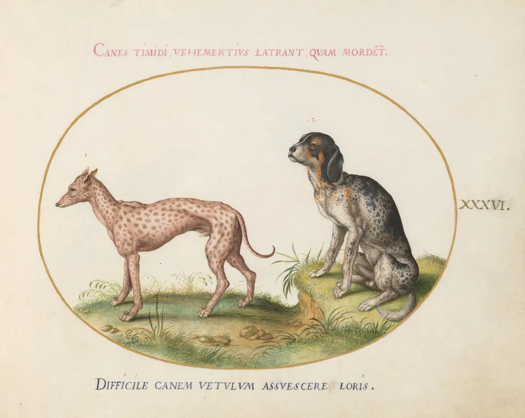 Plate 36: Two Spotted Hounds, by Joris Hoefnagel, gouache, 1594