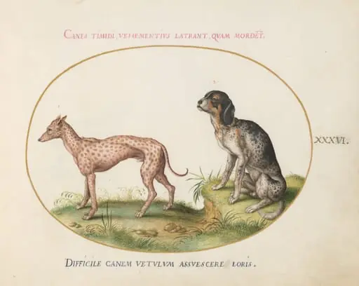 Plate 36: Two Spotted Hounds, by Joris Hoefnagel