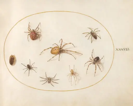 Plate 37: Seven Spiders and an Insect, by Joris Hoefnagel