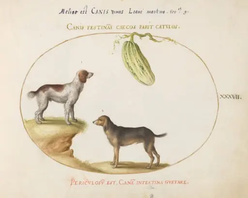 Plate 37: Two Spaniels with a Gourd, by Joris Hoefnagel