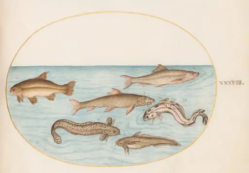 Plate 38: Burbot, Rockling, and Other Fish, by Joris Hoefnagel