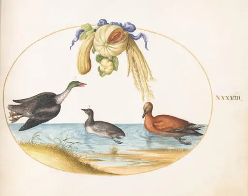 Plate 38: Merganser with Two Other Waterfowl and a Garland of Melons and Gourds, by Joris Hoefnagel