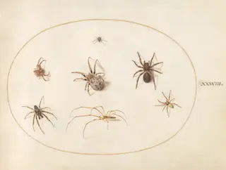 Plate 38: Seven Spiders, by Joris Hoefnagel