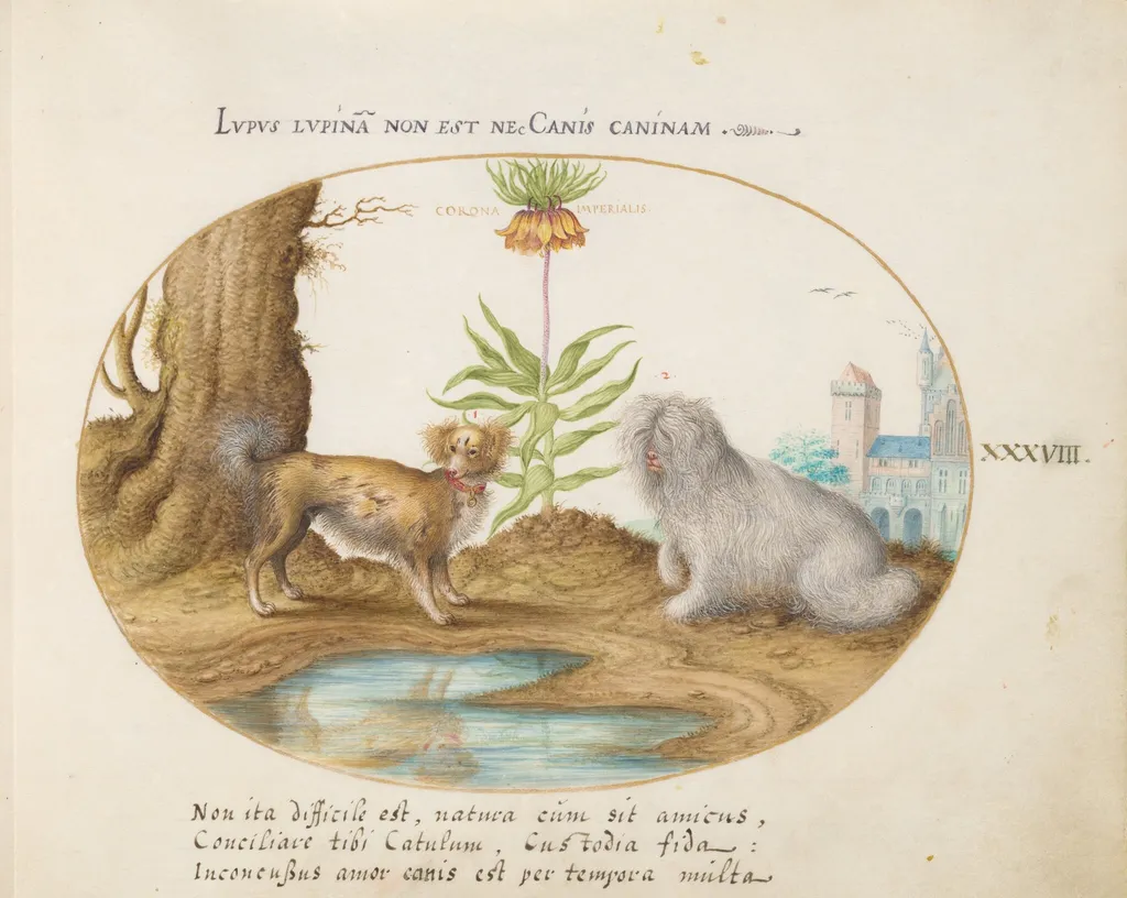 Plate 38: Two Small Dogs with a Crown Imperial, by Joris Hoefnagel, gouache, 1594
