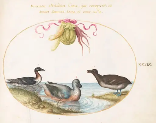 Plate 39: A Scaup with Two Other Waterfowl beneath a Garland of Produce, by Joris Hoefnagel
