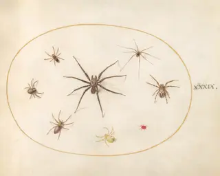 Plate 39: Eight Spiders, by Joris Hoefnagel