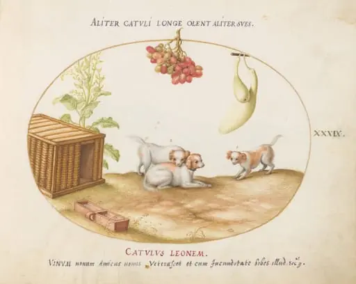 Plate 39: Three Puppies with a Crate and a Bunch of Grapes, by Joris Hoefnagel