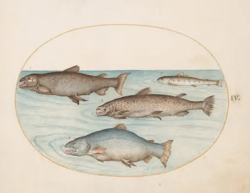 Plate 4: Four Salmon, by Joris Hoefnagel