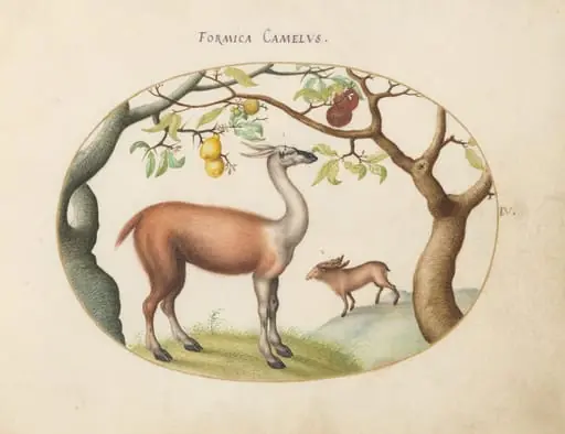 Plate 4: Llama and Moose, by Joris Hoefnagel