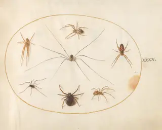 Plate 40: Eight Spiders, Including a Cross Spider, with an Egg Sac