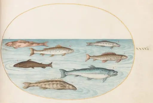 Plate 40: Salmon, Trout, and Freshwater(?) Fish, by Joris Hoefnagel