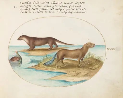 Plate 40: Two Otters and a Beaver, by Joris Hoefnagel