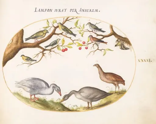 Plate 41: Two Gray Geese with Songbirds in a Cherry Tree, by Joris Hoefnagel
