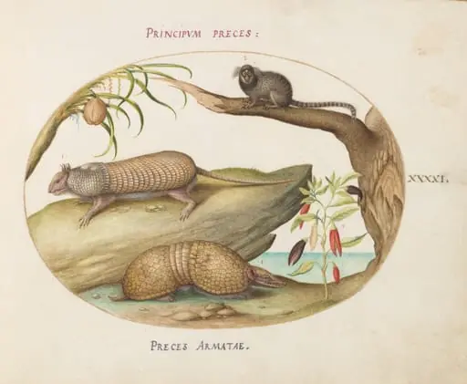 Plate 41: Two Types of Armadillos with a Marmoset, a Coconut Palm, and a Pepper Plant, by Joris Hoefnagel