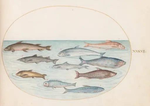 Plate 41: Whitefish(?) and Other Fish, by Joris Hoefnagel
