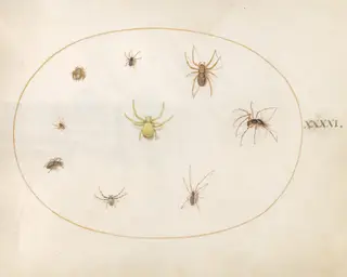 Plate 41: Yellow Spider Surrounded by Eight Spiders, by Joris Hoefnagel