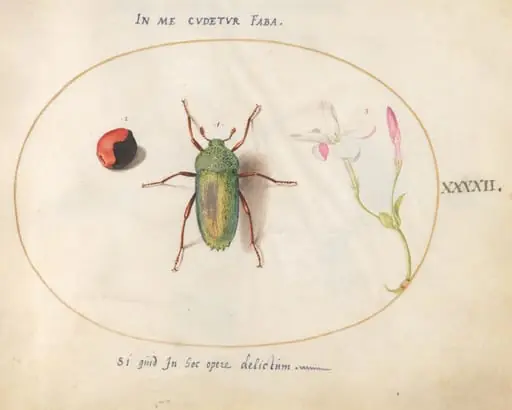 Plate 42: Jewel Beetle with a Rosary Pea and a Flower (Oleander?), by Joris Hoefnagel
