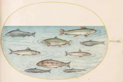 Plate 42: Nine Fish, by Joris Hoefnagel