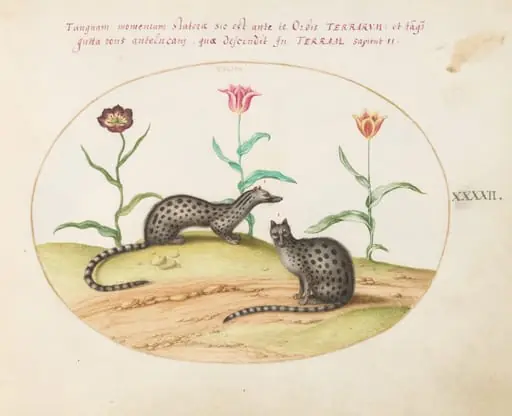 Plate 42: Two Genets or Civet Cats with Tulips, by Joris Hoefnagel