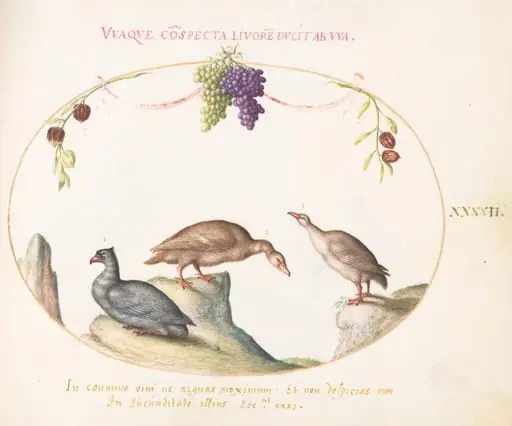 Plate 42: Two Gray Geese with a Third Bird and Hanging Grapes, by Joris Hoefnagel