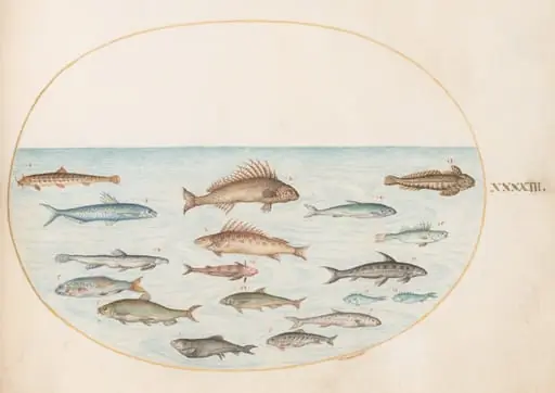 Plate 43: Fifteen Fish, by Joris Hoefnagel