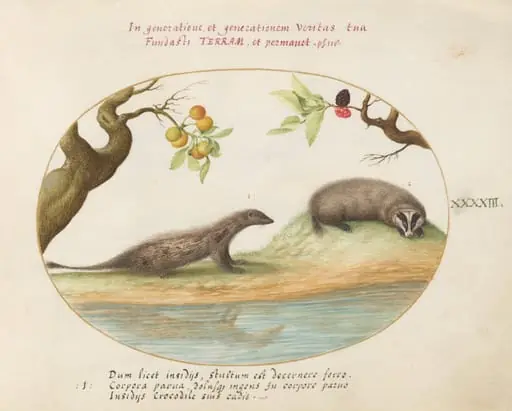 Plate 43: Mongoose and Badger with Fruit Trees, by Joris Hoefnagel
