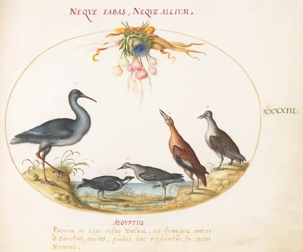 Plate 43: Sandpipers and Other Shore Birds Admiring a Garland of Flowers, by Joris Hoefnagel, gouache, 1594