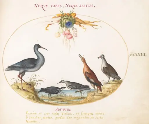 Plate 43: Sandpipers and Other Shore Birds Admiring a Garland of Flowers, by Joris Hoefnagel