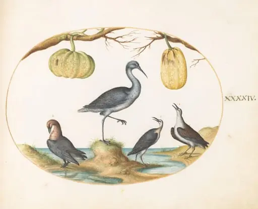Plate 44: Godwit(?) and Sandpipers with Two Gourds, by Joris Hoefnagel