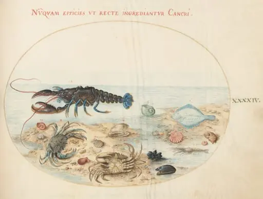 Plate 44: Lobster, Two Crabs, Scallop Shells, and Other Sea Life, by Joris Hoefnagel