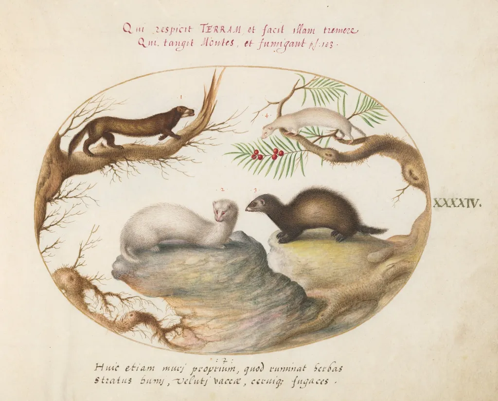 Plate 44: Polecat, Mink, and Ermine, by Joris Hoefnagel, gouache, 1594