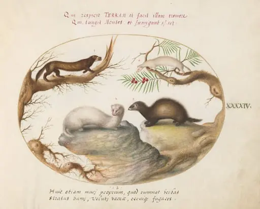Plate 44: Polecat, Mink, and Ermine, by Joris Hoefnagel