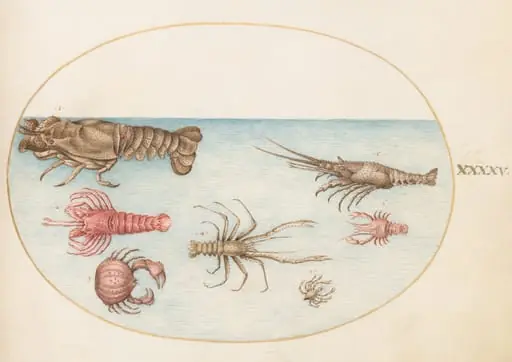 Plate 45: Lobster, Squilla Mantis, and Other Crustaceans, by Joris Hoefnagel