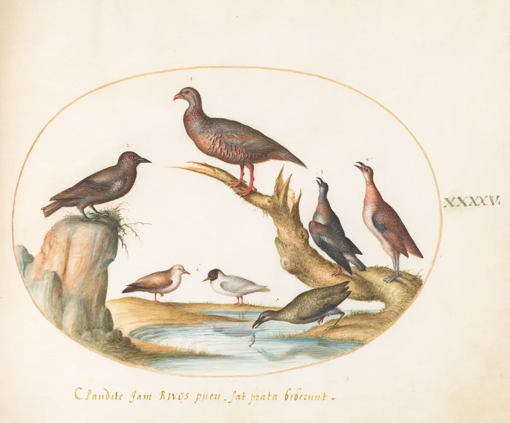 Plate 45: Spotted Nutcracker and Shore Birds, by Joris Hoefnagel, gouache, 1594
