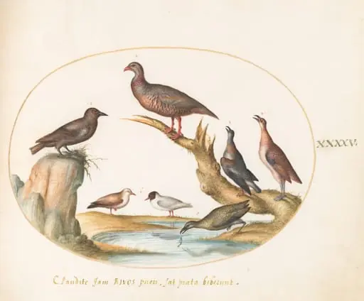Plate 45: Spotted Nutcracker and Shore Birds, by Joris Hoefnagel