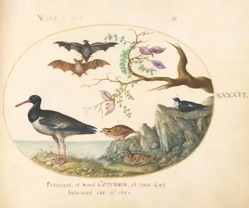 Plate 46: Bats, Quail, and Oystercatcher(?) by the Water, by Joris Hoefnagel