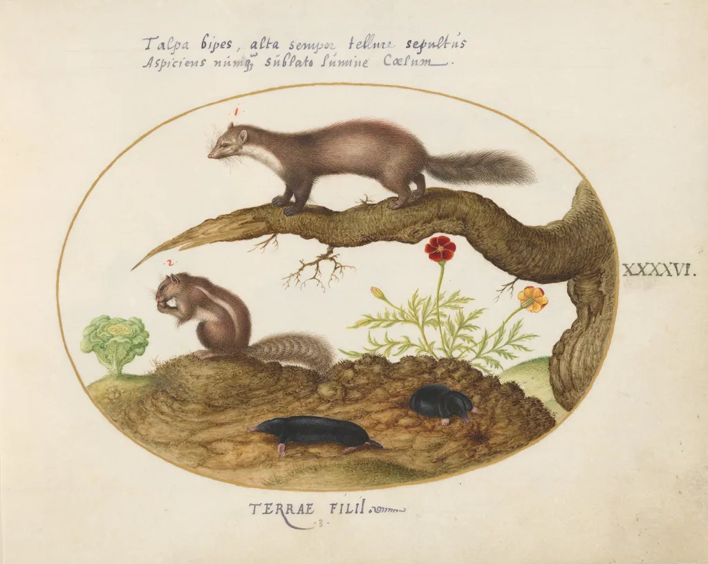 Plate 46: Stone Marten, Chipmunk, and Moles with a Marigold and Lettuce, by Joris Hoefnagel, gouache, 1594