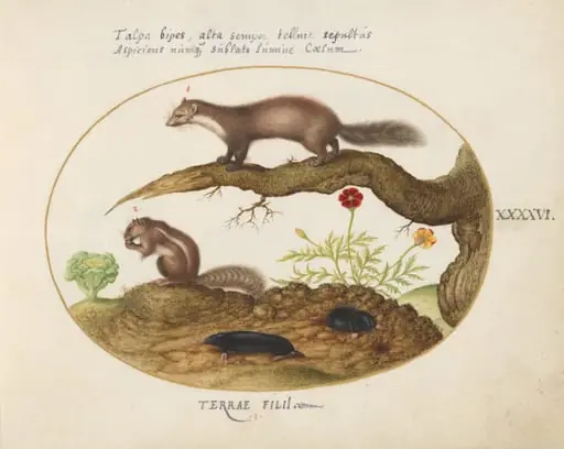 Plate 46: Stone Marten, Chipmunk, and Moles with a Marigold and Lettuce, by Joris Hoefnagel