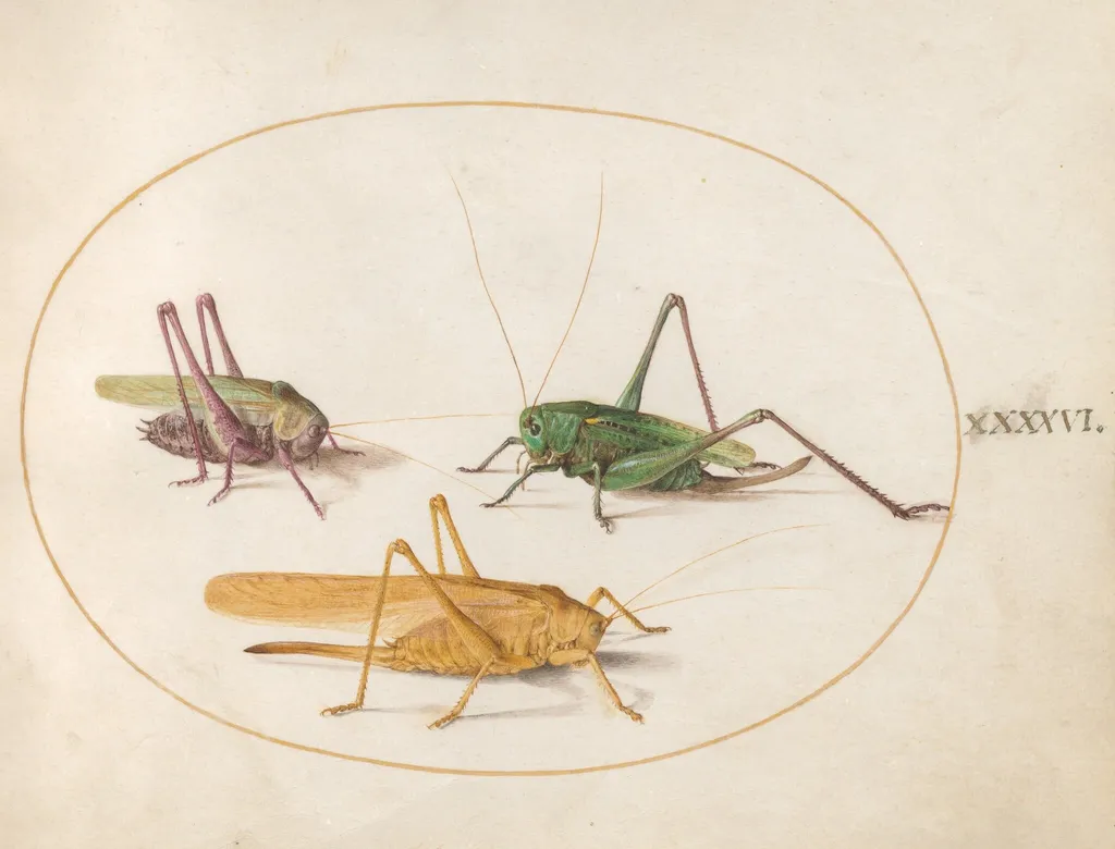 Plate 46: Three Grasshoppers, by Joris Hoefnagel, gouache, 1594