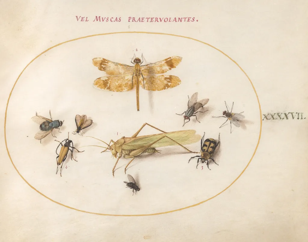 Plate 47: A Dragonfly (Banded Darter?), Grasshopper, Houseflies, a Carrion Beetle, a Flower Longhorn Beetle, and Other Insects, by Joris Hoefnagel, gouache, 1594