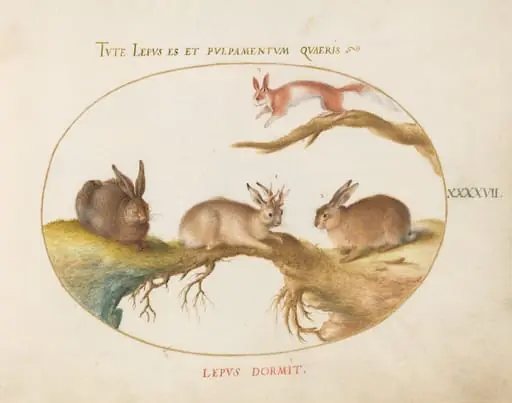 Plate 47: A Hare, "Jackalope," a Rabbit, and a Spotted Squirrel, by Joris Hoefnagel