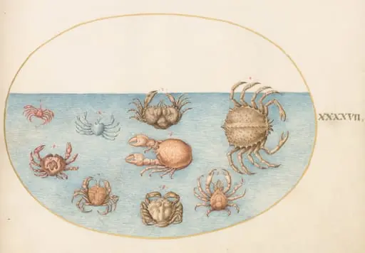 Plate 47: Nine Crabs, by Joris Hoefnagel